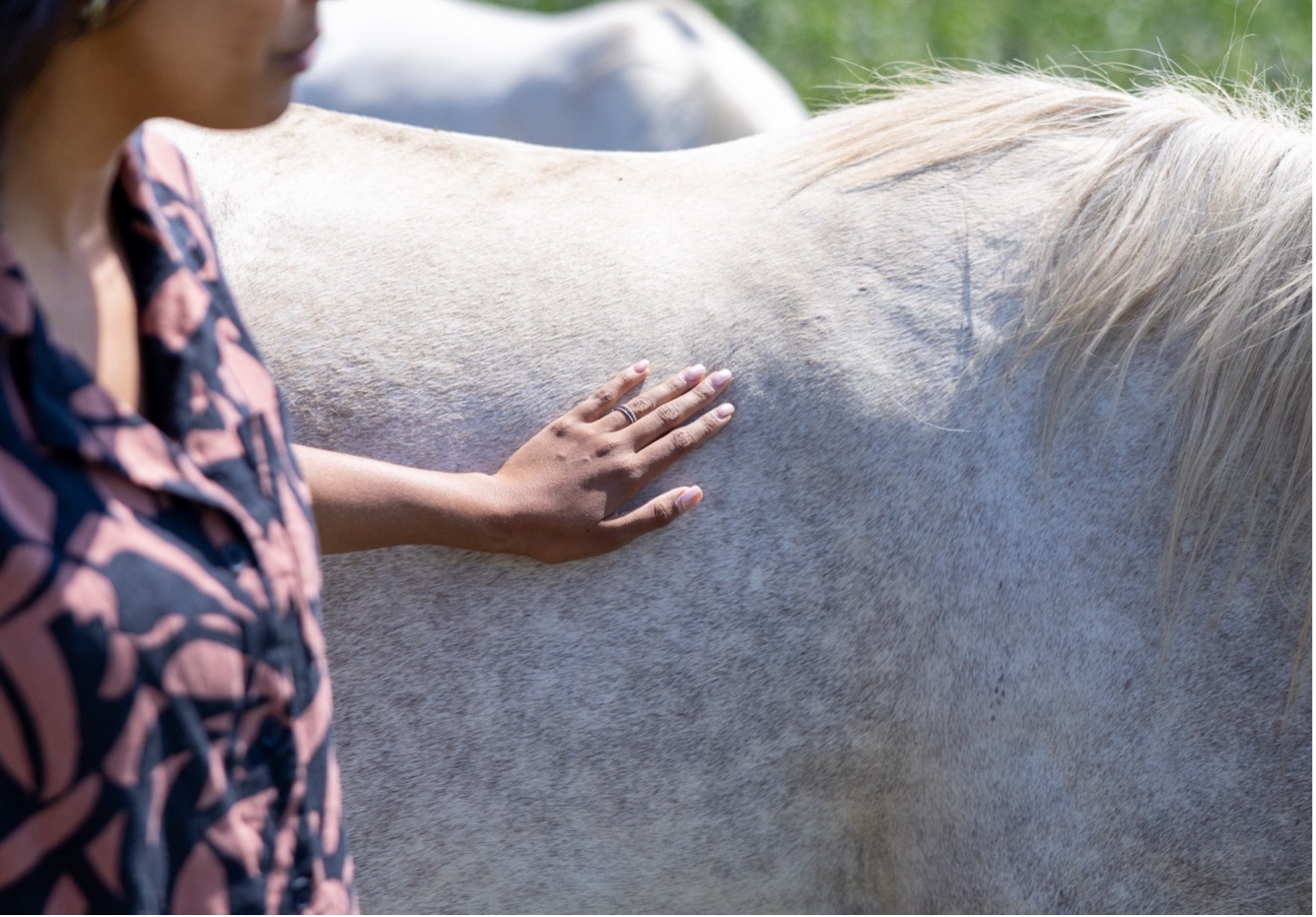 Lauren Enty petting a horse at the MSU Horse Teaching & Research Center.