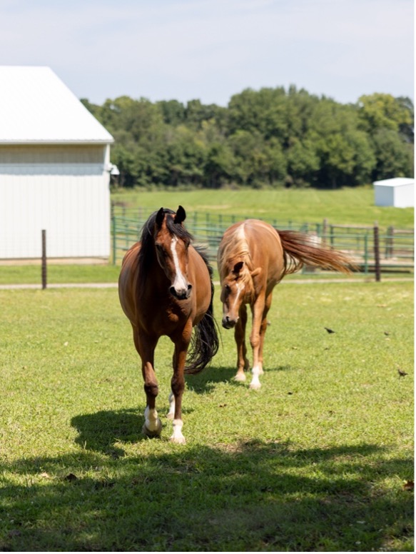 Two horses in a pasture at MSU Horse Teaching & Research Center.