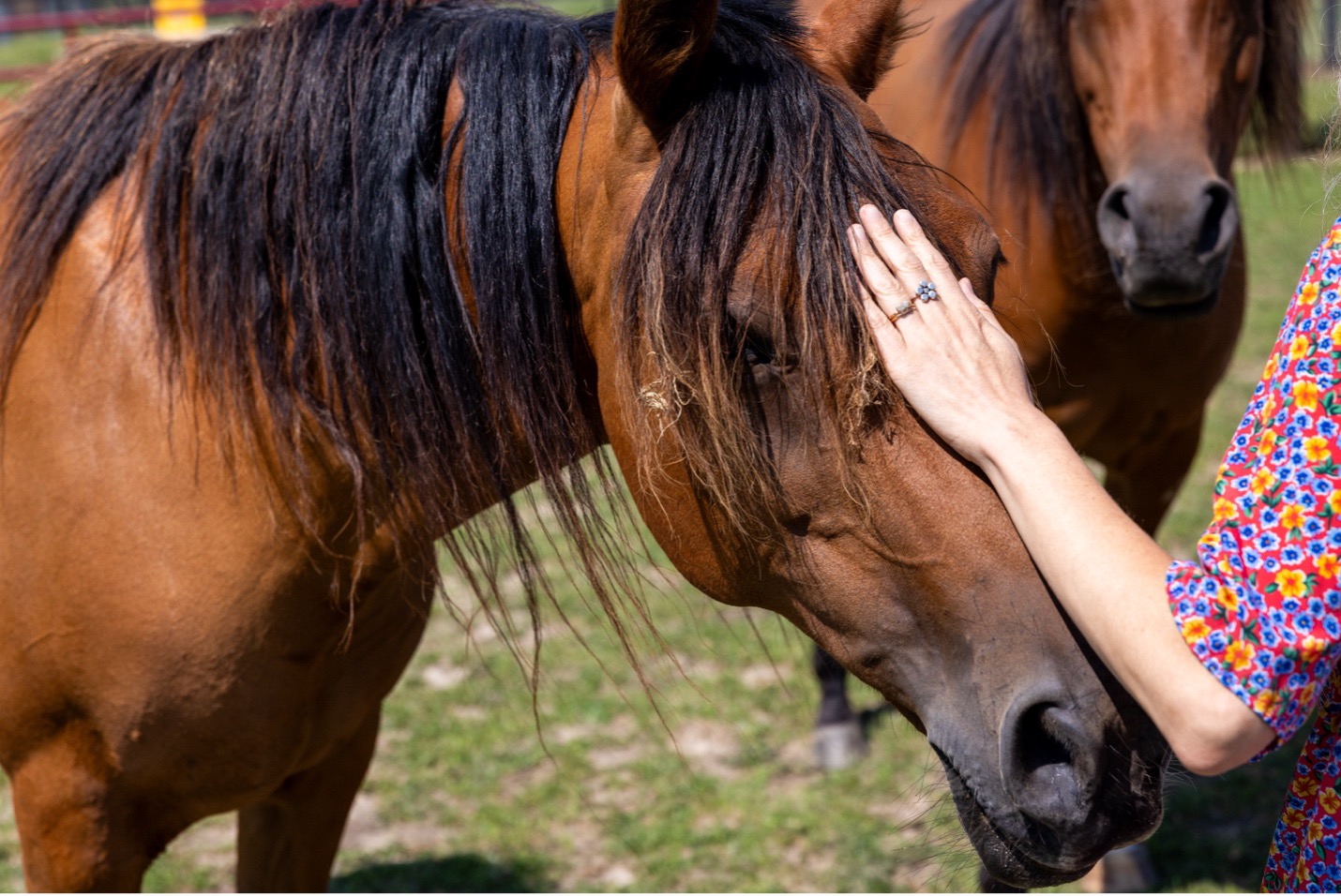 A hand petting one of the horses at MSU Horse Teaching & Research Center.