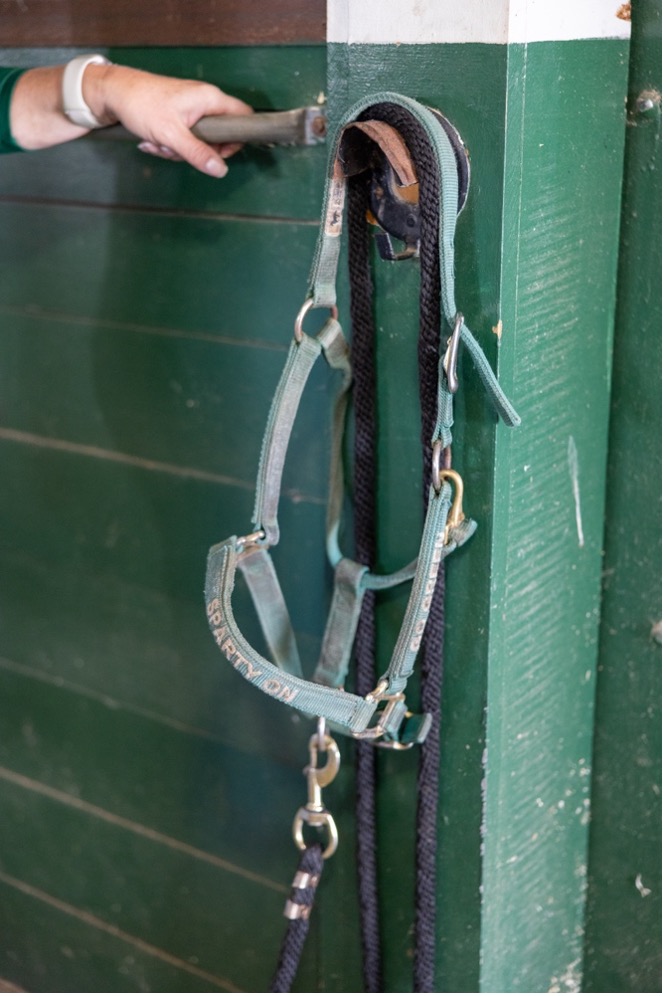 A halter with the words “Sparty On” hanging up in front of one the horse stalls at MSU Horse Research & Training Center.